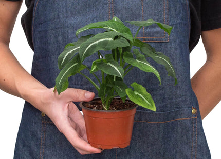 Syngonium wendlandii 'Black Velvet'
