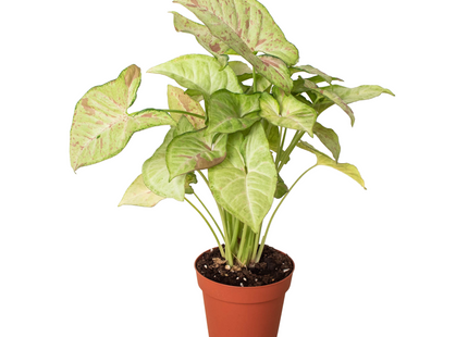 Syngonium 'Confetti'