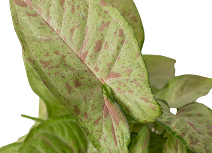 Syngonium 'Confetti'