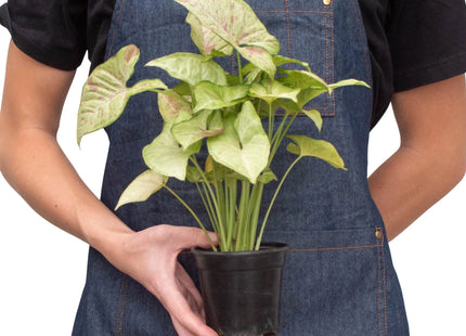 Syngonium 'Confetti'