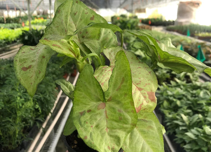 Syngonium 'Confetti'