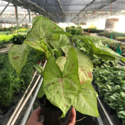 Syngonium 'Confetti'