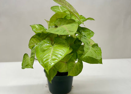Syngonium Cream Allusion