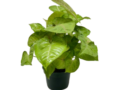 Syngonium Cream Allusion