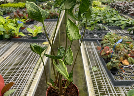 Syngonium 'Godzilla'