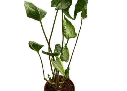 Syngonium 'Godzilla'