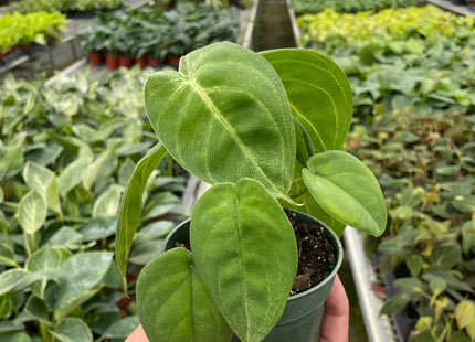 Syngonium 'Ice Frost'