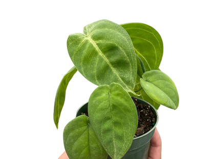 Syngonium 'Ice Frost'