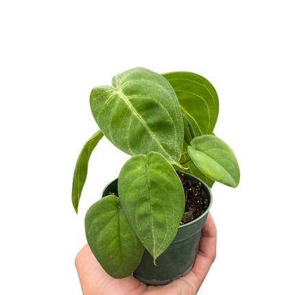 Syngonium 'Ice Frost'