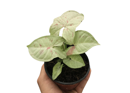 Syngonium 'Milk Confetti'
