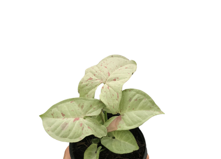 Syngonium 'Milk Confetti'