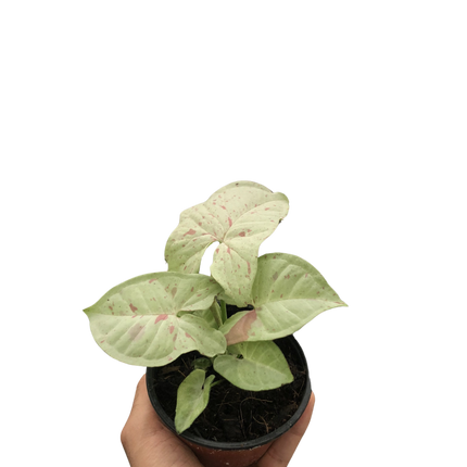 Syngonium 'Milk Confetti'