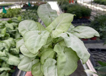 Syngonium 'Moonshine'