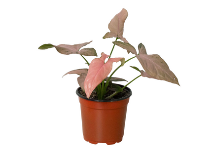 Syngonium 'Pink Splash' - 4" Pot