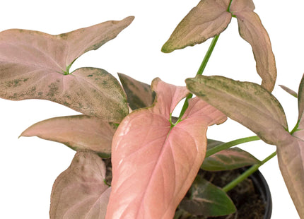 Syngonium 'Pink Splash' - 4" Pot