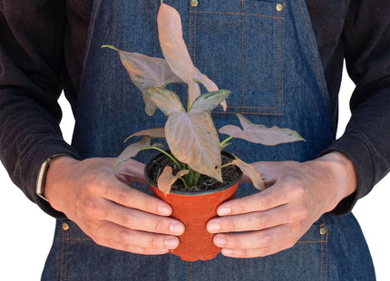 Syngonium 'Pink Splash' - 4" Pot