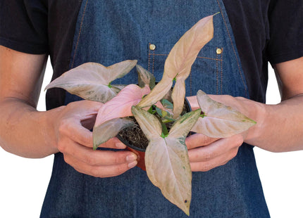Syngonium 'Pink Splash' - 4" Pot