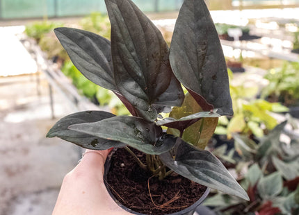 Syngonium 'Red Arrow'