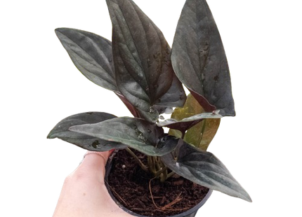 Syngonium 'Red Arrow'