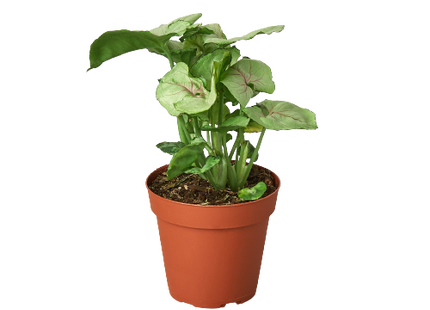 Syngonium Roxanna