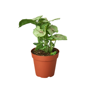 Syngonium Roxanna