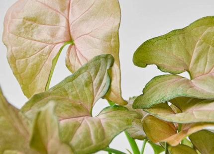 Syngonium Strawberry