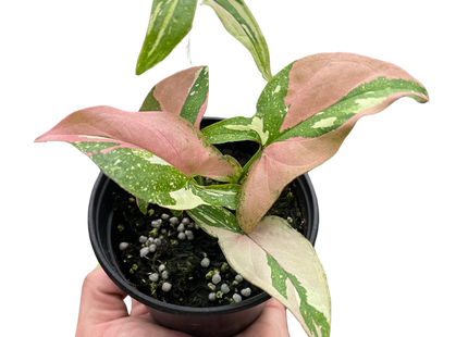 Syngonium 'Tricolor'