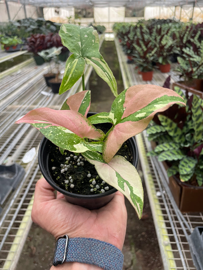 Syngonium 'Tricolor'