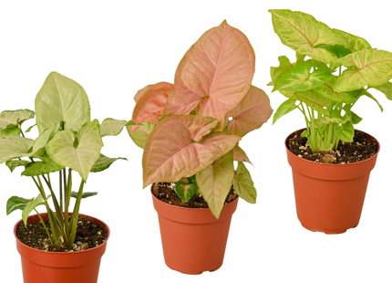 3 Different Syngonium Plants - Arrowhead Plants / 4" Pot / Live Plant