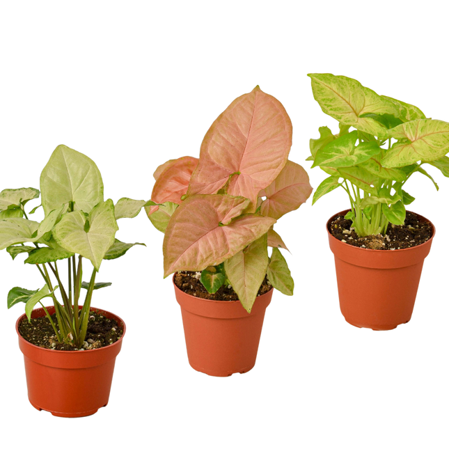 3 Different Syngonium Plants - Arrowhead Plants / 4" Pot / Live Plant