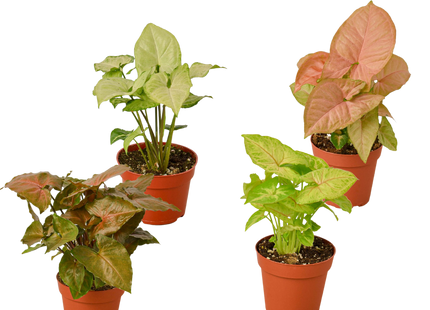 4 Different Syngonium Plants - Arrowhead Plants / 4" Pot / Live Plant