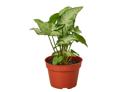 Syngonium White Butterfly