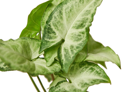 Syngonium White Butterfly