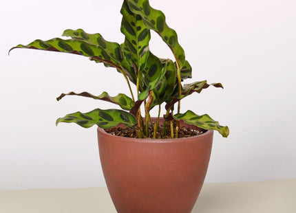 Calathea Lancifolia 'Rattlesnake'