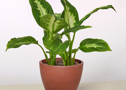 Dieffenbachia Camille