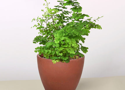 Maidenhair Fern