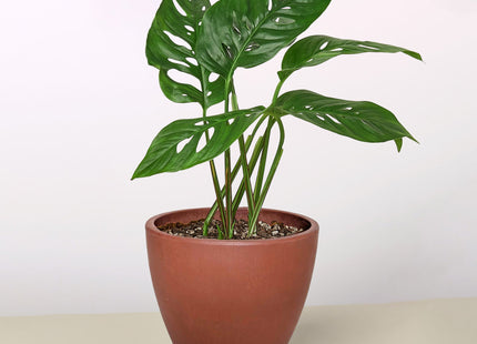 Monstera Adansonii 'Swiss Cheese'
