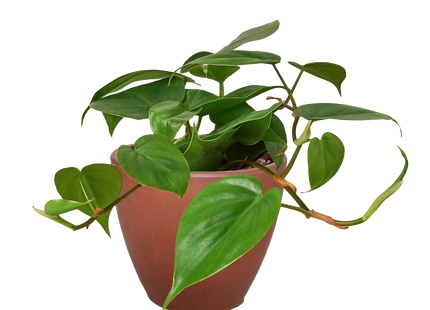 Philodendron Cordatum Heartleaf