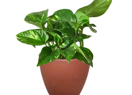 Pothos 'Golden'