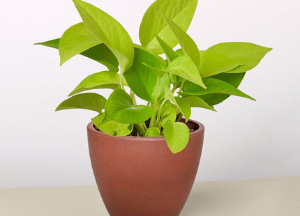 Pothos 'Neon'
