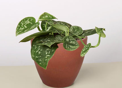 Pothos 'Satin'