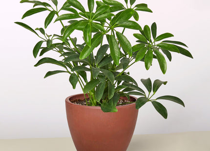 Schefflera Arboricola 'Umbrella'