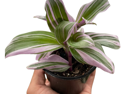 Tradescantia 'Nanouk'