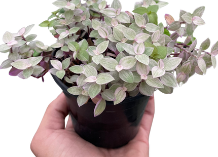 Tradescantia Callisia 'Pink Panther'