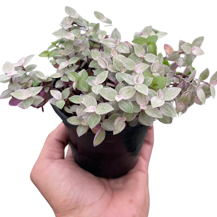 Tradescantia Callisia 'Pink Panther'