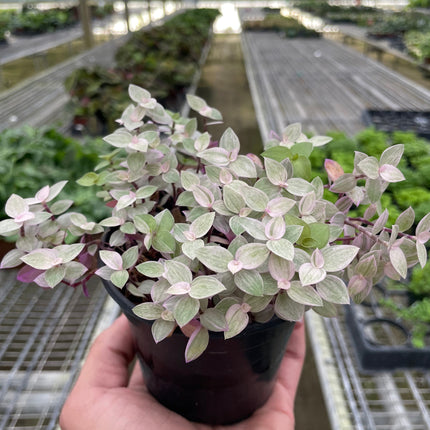 Tradescantia Callisia 'Pink Panther' | Live Plant for Indoor & Outdoor | House Plant Decor