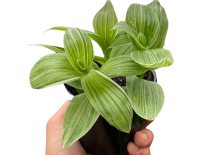 Tradescantia 'Sanna'