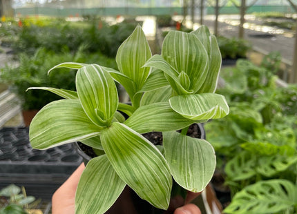 Tradescantia 'Sanna'