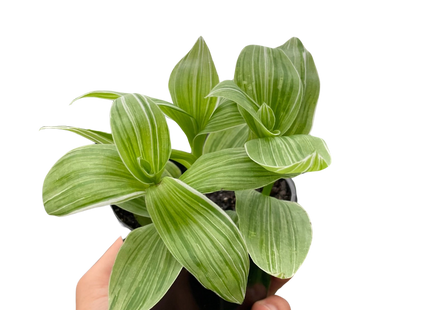 Tradescantia 'Sanna'