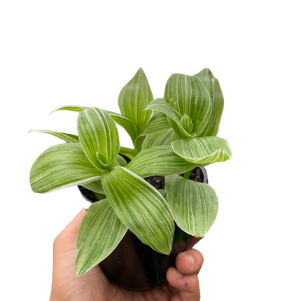 Tradescantia 'Sanna'